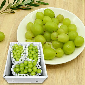 【感謝セール1000円OFF!数量限定】《ご家庭用》プレミアムぶどうシャインマスカット約1kg(3房前後)