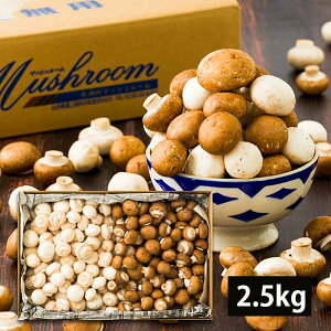 y 󂠂 z M`}bV[ 2.5kg ( ol /  ) zCg uE ~bNX R`Y }bV[ 2.5L Y H ̂ LmR    p ƒp R`Y H