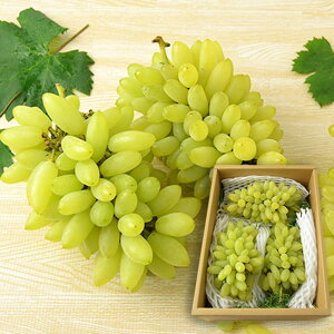 \tF9{蔭\ c Ԃǂ sberAR 1.5kg( 3[O ) uhE  R`Y Ȃ 햳 炲  R` lC t[c s\ ʕ  