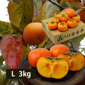 予約受付中:11月上旬頃より発送予定|金三郎十八代目の庄内柿Lサイズ約3kg(約18玉)