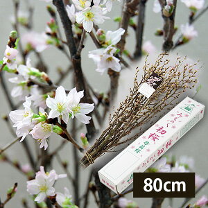 �\���t���F12�����{����蔭���\��|�R�`�̌[����(��������������)80cm[7�`8�{��]