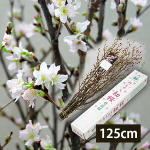 �\���t���F12�����{����蔭���\��|�R�`�̌[����(��������������)125cm[10�{��]