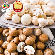 【楽天1位獲得】 【 訳あり 】 舟形マッシュルーム 1kg ( ホワイト / ブラウン / バラ詰め / 箱入り ) 山…
