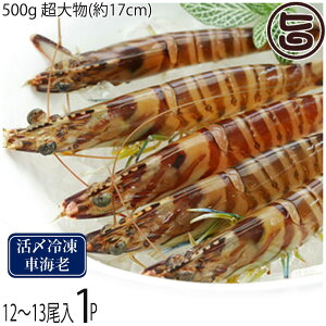 X{B }Ⓚ XY Ԃ  500g 啨(17cm) 12`13×2P