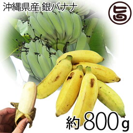期間限定 沖縄県産 銀バナナ 約800g 沖縄 土産 バナナ 自然栽培（化学肥料・農薬不使用）