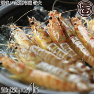 活き〆急速冷凍 久米島の車えび 500g(250g×2P) 特大(15〜19尾)×1箱 車海老 沖縄