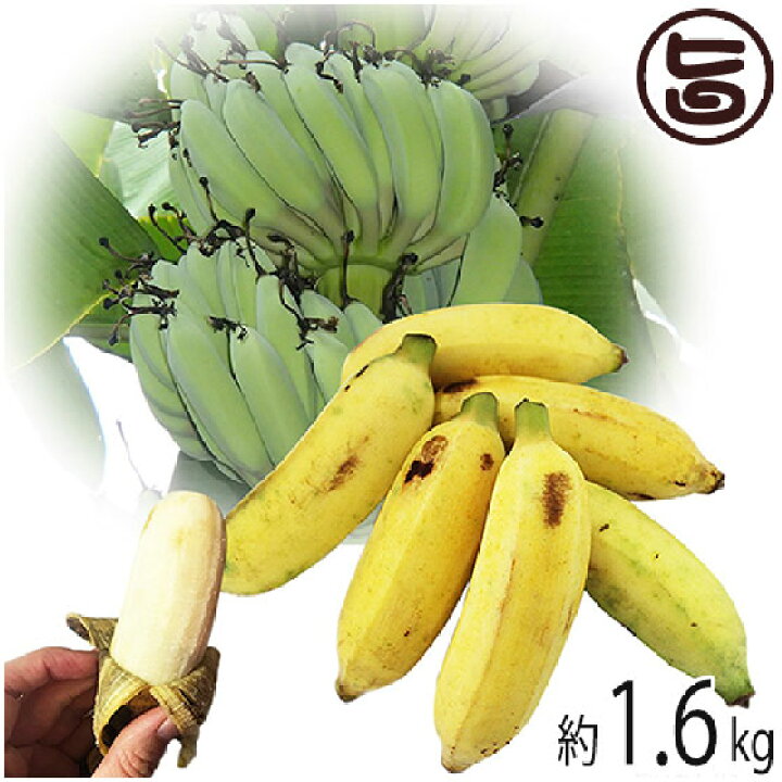 楽天市場 今が旬 沖縄県産 銀バナナ 約1 6kg Banana Party 甘みが強くほどよい酸味 自然本来の味の無農薬国産バナナ 送料無料 旨いもんハンター