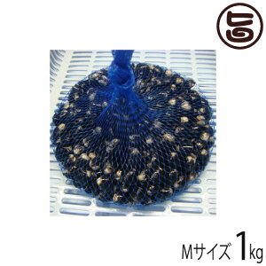 ΎY M k12`14mm(͂ρj1kg  n VN VW~  X THE۔ JVE Ij`Lx