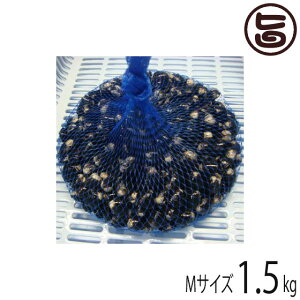 ΎY M k12`14mm(͂ρj1.5kg  n VN VW~  X THE۔ JVE Ij`Lx