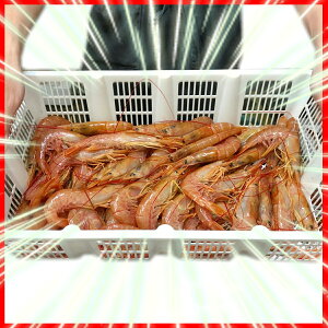   i TCY 10/20E2kg×6 20-40 ji {^CV ɂȂÂł jhgEiEĕEgȂǂɂg yⓀցz