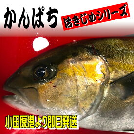 かんぱち 活き締め 約4kg前後 刺身用・生食用【小田原港より即日発送/うまいもの市場・活〆シリーズ】鮮度重視、旨味が違います【冷蔵便】