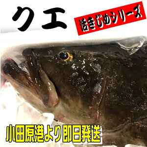 高級 魚 刺身の人気商品 通販 価格比較 価格 Com