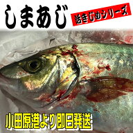 しまあじ 活き締め 約1.2kg 刺身用 生食用 【 小田原港 より 即日発送 / うまいもの市場・活〆シリーズ …