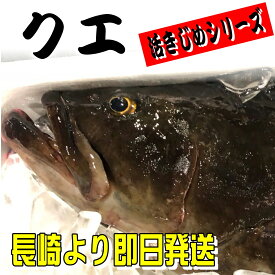 楽天市場 クエ 養殖の通販