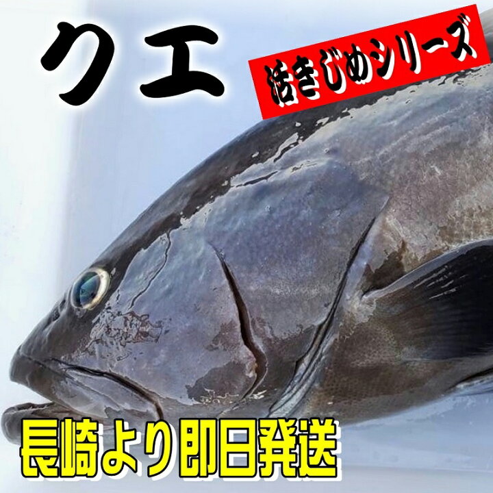 楽天市場 クエ 本 くえ 活じめ 養殖 約2kg前後 刺身用 高級魚 産地直送 高級料理店 高級居酒屋 こだわりの店などでお使いいただいております 冷蔵便 うまいもの 楽天市場店
