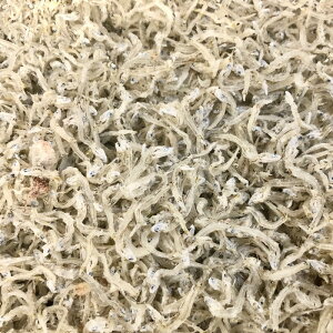 ߂   1kg yYz Hׂ悤I yⓀցz