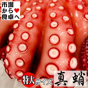 ^ ({Cς)TCY 5kg(4t)y HpEhgEJpb`ET_Eł z FXȗɂg܂yⓀցz