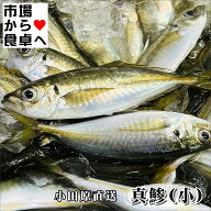真あじ 小(冷凍)2kg【相模湾小田原産】獲れたてを急速冷凍、から揚げ、南蛮漬け、酢の物に【冷凍便】
