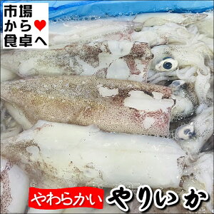 肢() 1kgy炩CJzϕtEĂEAq[WɁyⓀցz