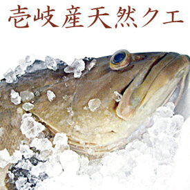 クエ アラ さしみ 天然 長崎県 玄界灘 壱岐産 旬の天然くえ 2kg～5kg 鮮魚 アラ クエ モロコ 九絵 垢穢 一本釣り 本くえ まるごと 丸もの 丸魚 下処理代 無料 三枚 おろし 3枚 宴会 パーティー 忘年会 新年会 夏も旬 水揚げ次第発送 【H】