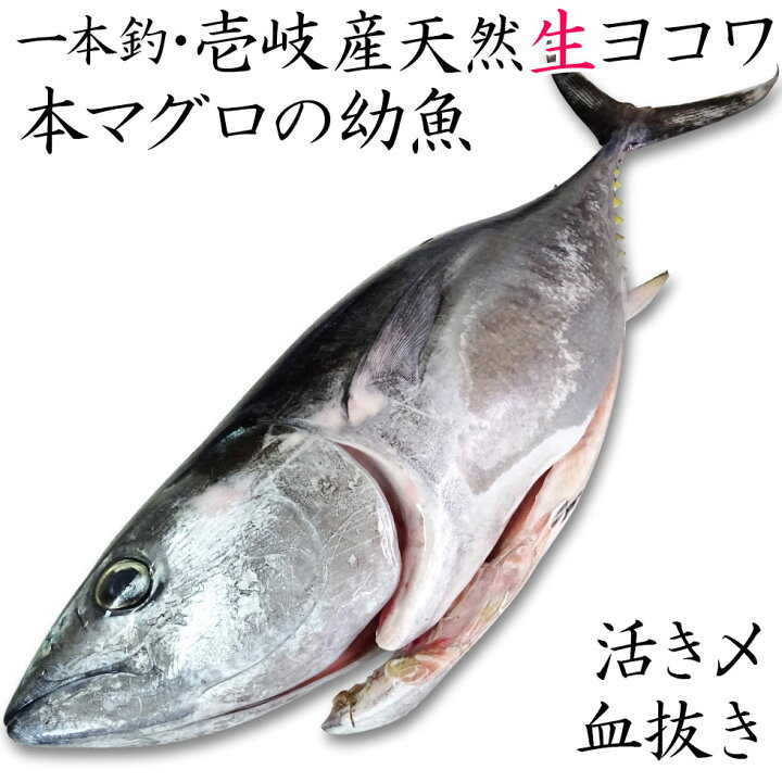 楽天市場 H 壱岐産 1本釣り 天然 ヨコワ 3キロ 鮮魚 メジマグロ 本マグロ クロマグロ ホンヨコ 本メジ まぐろ 鮪 マグロ 生 まるごと 丸物 丸もの 丸魚 三枚おろし 長崎産 壱岐 長崎 うまかもん屋