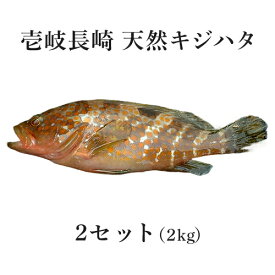 キジハタ アコウ 天然 アコ さしみ 壱岐 長崎 キジハタ 1kg(2-3匹)～2kg（3～5匹） 高級魚 あこう きじはた アカミズ アカアラ 島 玄界灘 鮮魚 魚 刺身 洗い ひら造り 薄造り ポワレ 寿司 煮物 煮つけ 下処理済 【H】