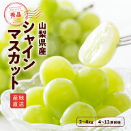 山梨県産 シャインマスカット 1.2～4kg（1～8個前後） 送料無料 産地直送 秀品 マスカット ぶどう　大房…