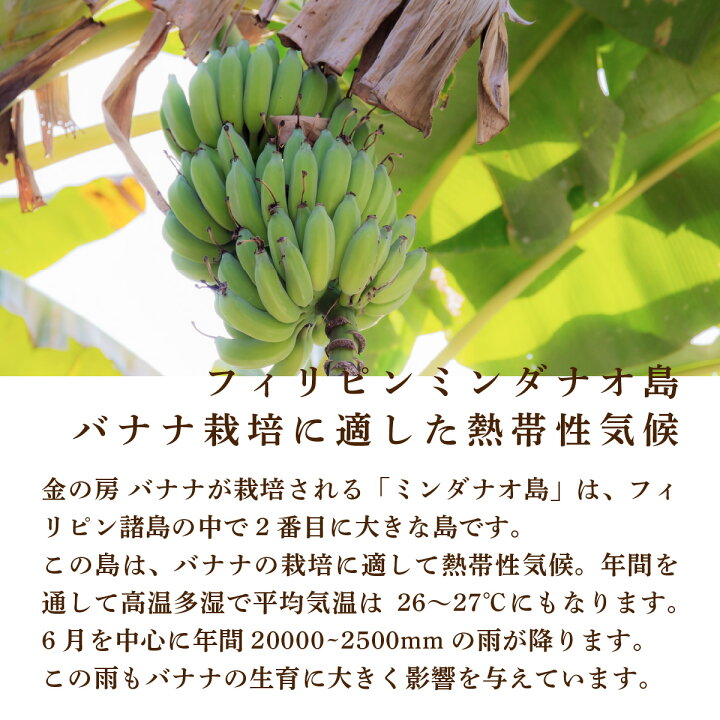 楽天市場】金の房バナナ 3本×9袋 27本相当 送料無料 フィリピン産 