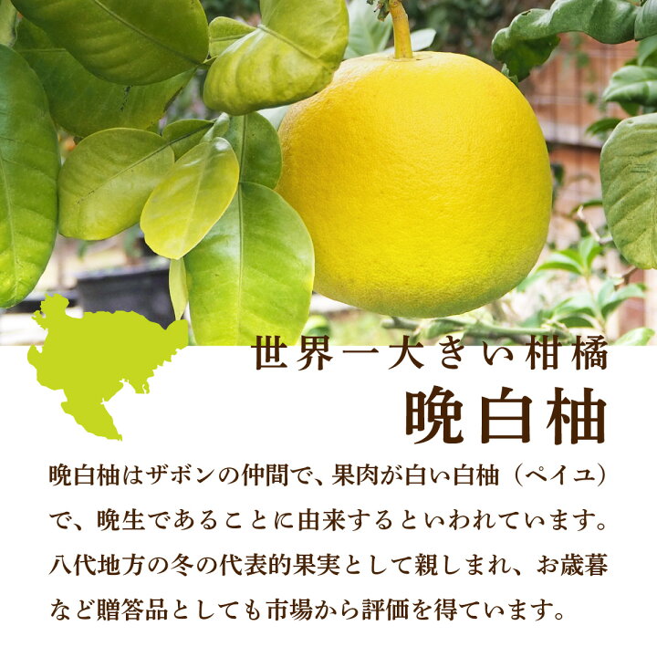 楽天市場】晩白柚 ばんぺいゆ ザボン ざぼん 熊本県産 2玉 3.6kg 高級 
