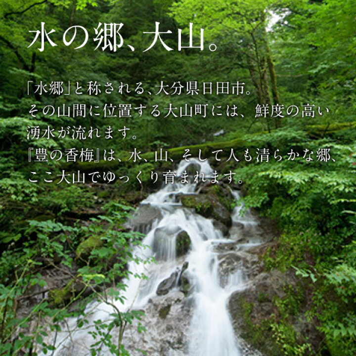 楽天市場】豊の香梅 梅干し 500g【送料無料】 : 梅ぼしの矢野農園 楽天市場】豊の香梅 梅干し 500g【送料無料】 : 梅ぼしの矢野農園