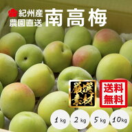 予約商品 南高梅 青梅 1kg,2kg,5kg,10kg by 梅ボーイズ 生梅 送料無料 ※お届けは5月中旬〜6月下旬【青梅…
