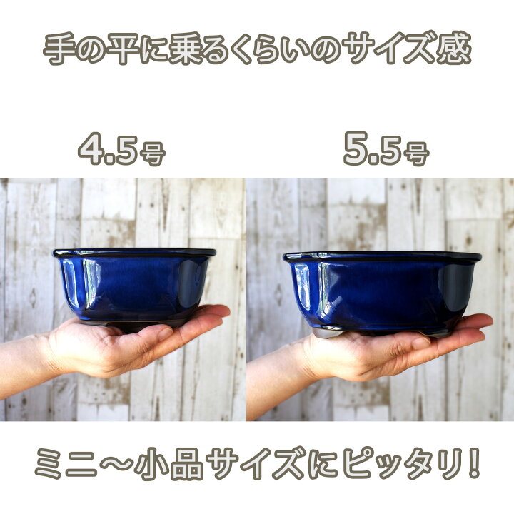 楽天市場】【盆栽鉢】 4.5～5.5号 木瓜鉢 モッコ鉢 緑 白 青 三色 
