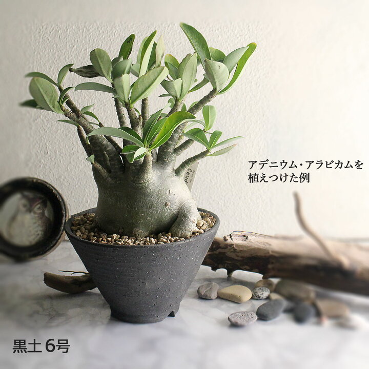 楽天市場】盆栽鉢 陶器 6号 丸反型 おしゃれ 専門店 美濃焼 灰釉 黒土 