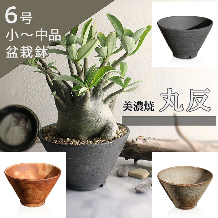 楽天市場】盆栽鉢 陶器 6号 丸反型 おしゃれ 専門店 美濃焼 灰釉 黒土 