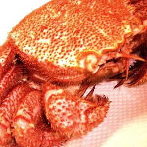 уKj kCY ɏ ōN {Cς VR ъI 550g×1