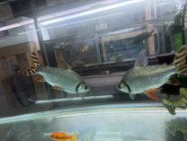 楽天市場】カラー プロ キロ ダス（観賞魚｜熱帯魚・アクアリウム 