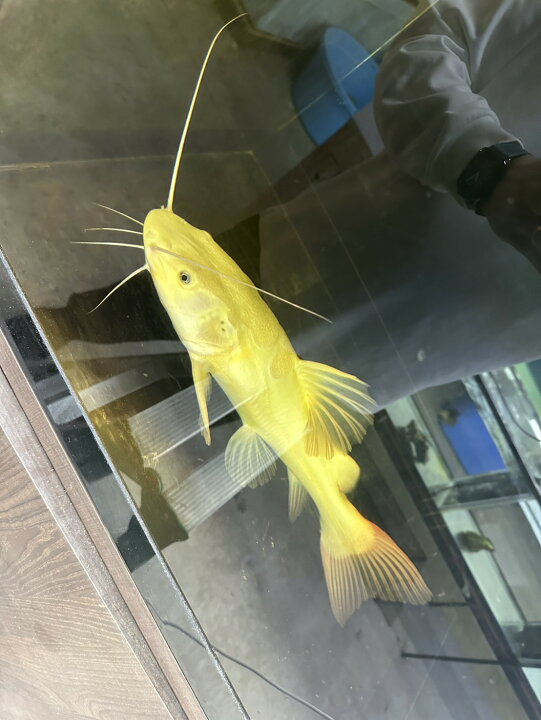 楽天市場】ラスト【入荷僅少】スケルトンレッドテールキャット 約 