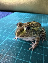 楽天市場】アフリカウシガエル 販売の通販