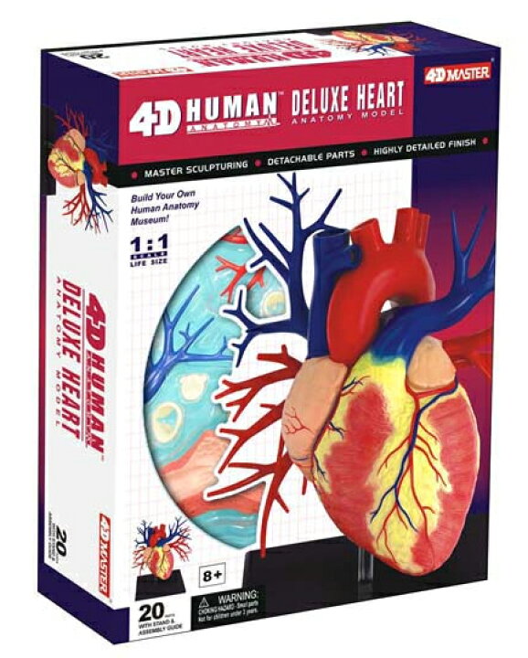 楽天市場 人体解剖模型 デラックス心臓解剖モデル Deluxe Heart Anatomy Model 海猫屋 楽天市場店