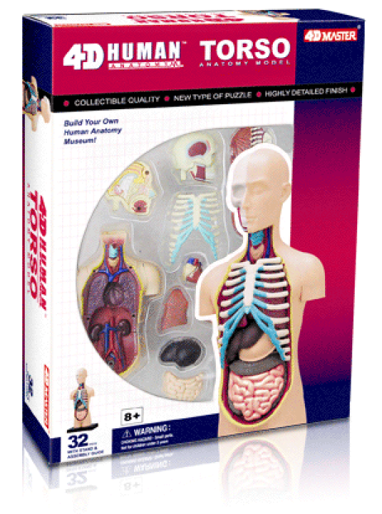 人体模型 腎臓 4D MASTER
