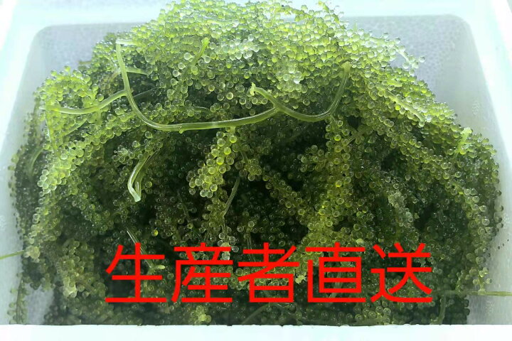 楽天市場 沖縄屋我地島産 茎付き 海ぶどう たっぷり1kｇ 沖縄料理 沖縄食材 刺し身 美味しい 海藻 お土産 おススメ商品 海人の宝