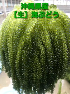 嗱yAizsCԂǂ@Ղ100g×2p@ꗿ@Hށ@hg@@C@yY@XXi
