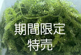 【茎付き】海ぶどう　たっぷり2kg　沖縄料理　沖縄食材　刺し身　美味しい　海藻　お土産　おススメ商品