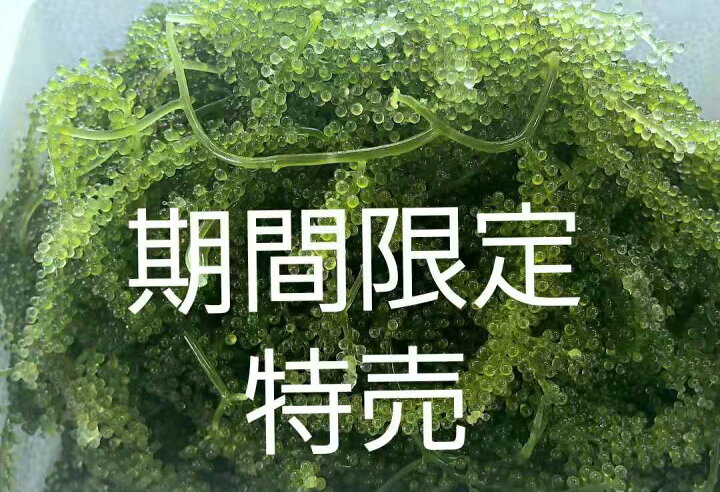 市場 大粒 A級品 たっぷり500g沖縄料理 沖縄食材 茎無し海ぶどう 市場 大粒 A級品 たっぷり500g沖縄料理 沖縄食材 茎無し海ぶどう