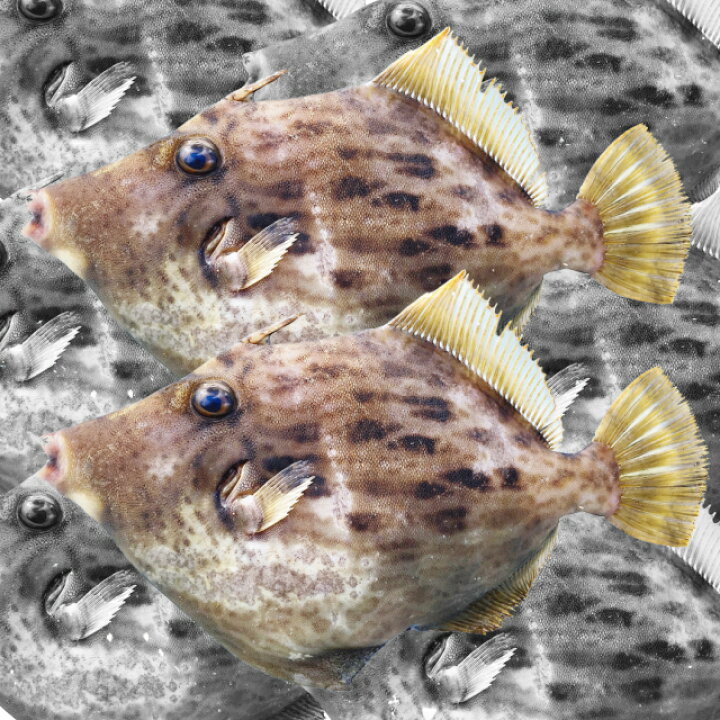 楽天市場 産地直送 瀬戸内の天然皮剥 カワハギ 鮮魚 約1kg 2 5尾 25cm前後 海浪満