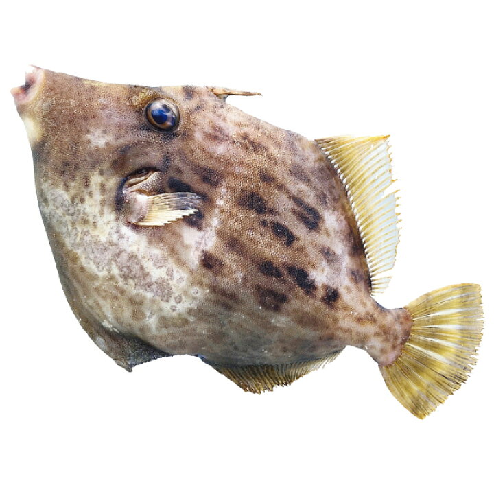 楽天市場 産地直送 瀬戸内の天然皮剥 カワハギ 鮮魚 約1kg 2 5尾 25cm前後 海浪満