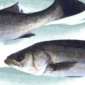 鱸 魚の人気商品 通販 価格比較 価格 Com