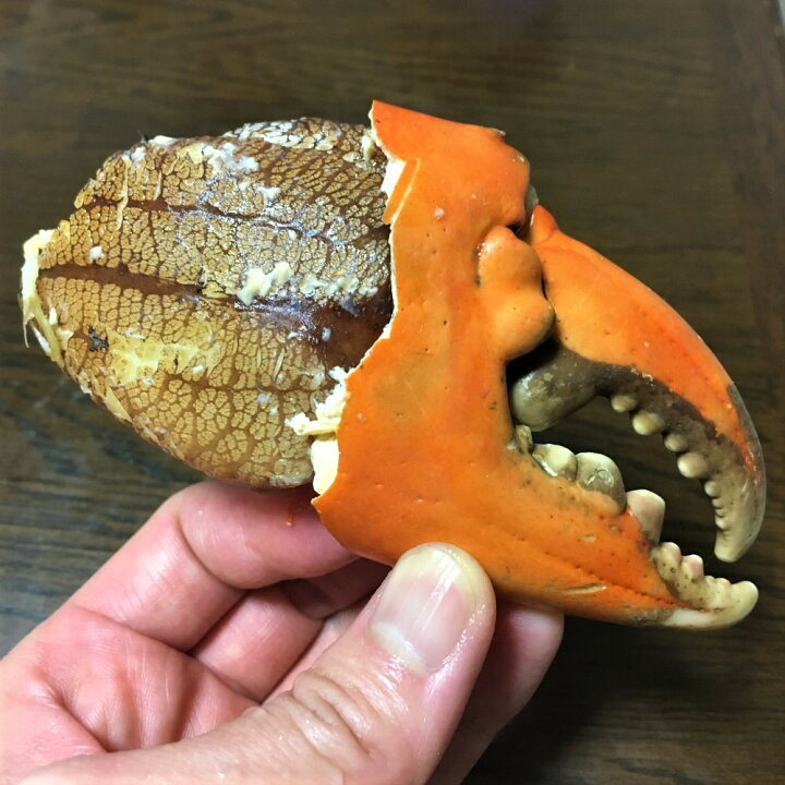 楽天市場 直送 高知産天然エガニ ノコギリガザミ 約700 800ｇ 高知 特産 カニ 蟹 土佐 高級 レア 希少 海鮮 贈答 記念日 お中元 父の日 活海老 貝 卸の店うみさち