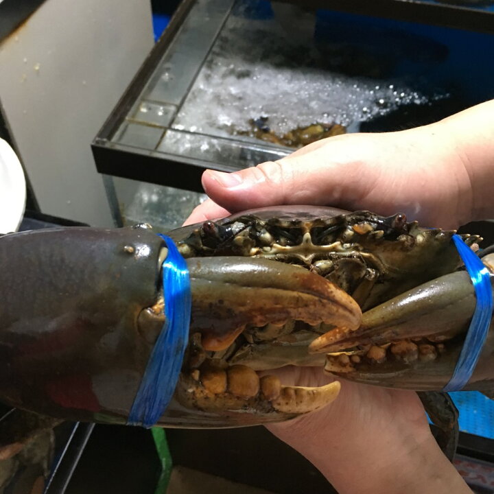 楽天市場 超特大 高知産天然エガニ ノコギリガザミ 1 8kg超 活海老 貝 卸の店うみさち