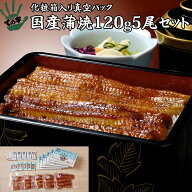 うなぎ 鰻 国産 プレゼント ギフト 蒲焼 120g×5セット ての字 化粧箱入り 手焼き 保存料不使用 熨斗対応…